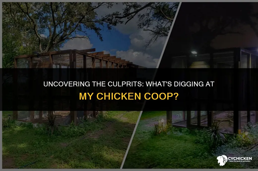 what is digging at me chicken coop