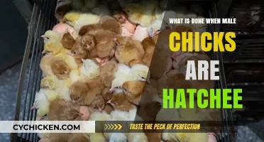 The Fate of Male Chicks: Practices and Ethical Considerations