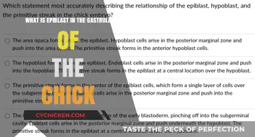 Epiblast's Role in Chick Gastrulation