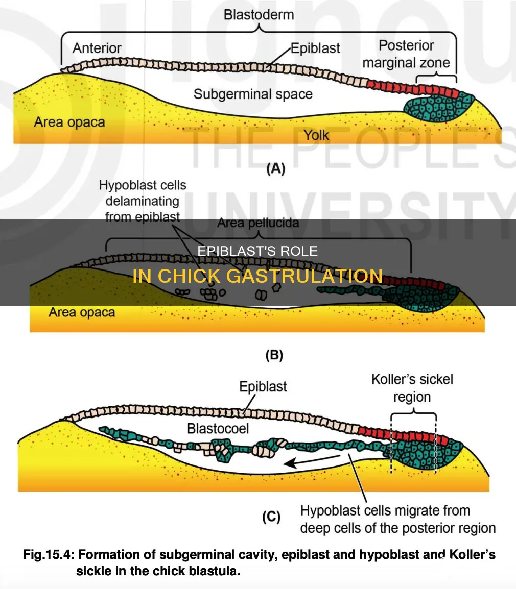 what is epiblast in the gastrula of the chick