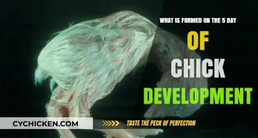 Developmental Stages: Chick Embryo Formation