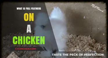 Understanding Full Feathering in Chickens: A Comprehensive Guide