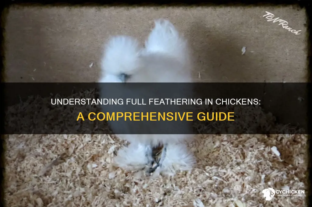 what is full feathers on a chicken