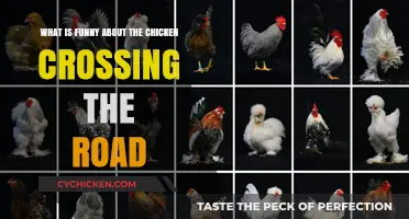 Why Chickens Crossing the Road are Hilarious