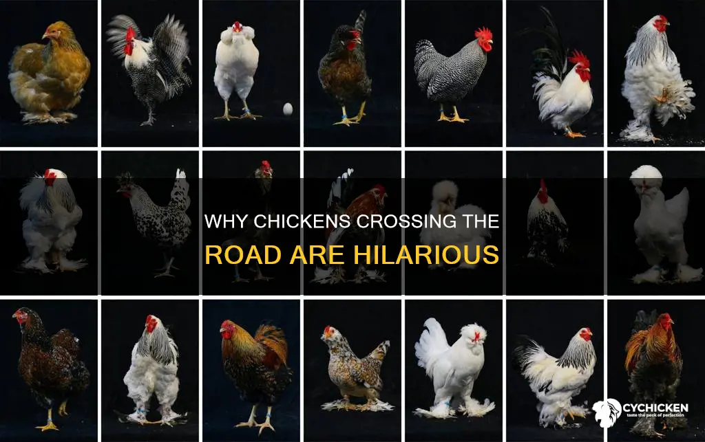 what is funny about the chicken crossing the road