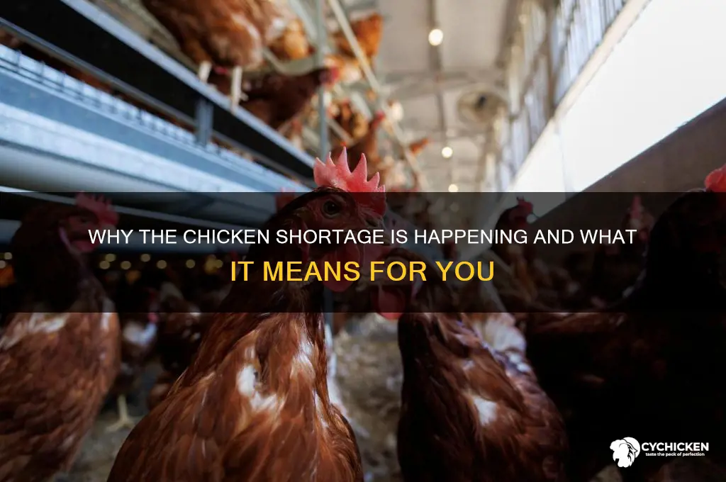what is going on with chicken shortage
