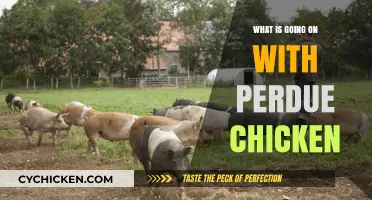 Perdue Chicken Crisis: Unraveling the Controversies and Consumer Concerns