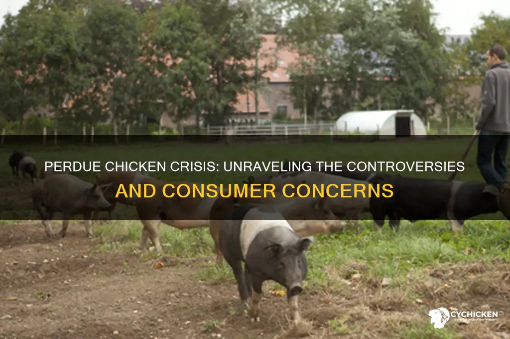 what is going on with perdue chicken