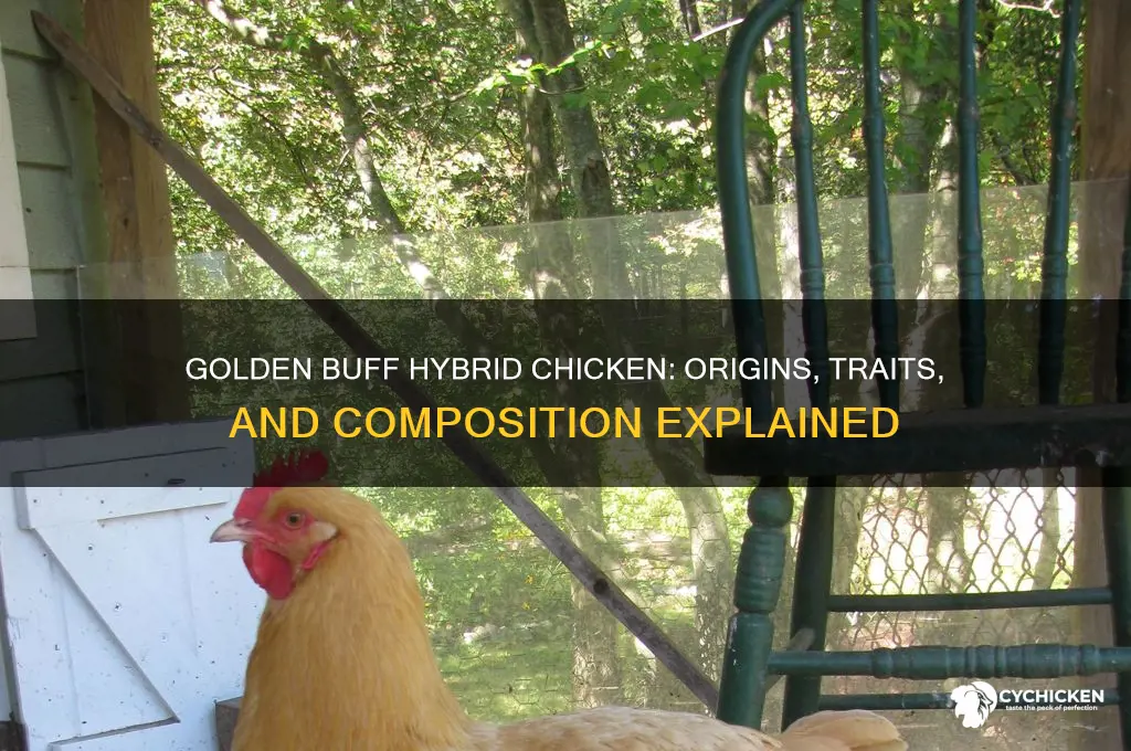 what is golden buff hybrid chicken made of