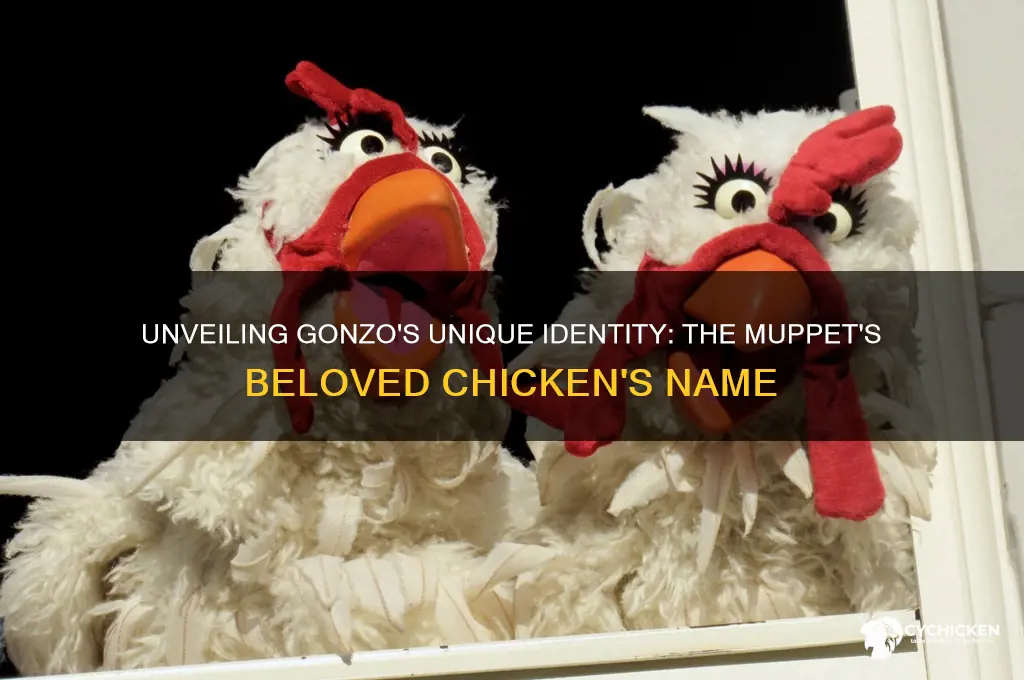 what is gonzo the muppets chicken name