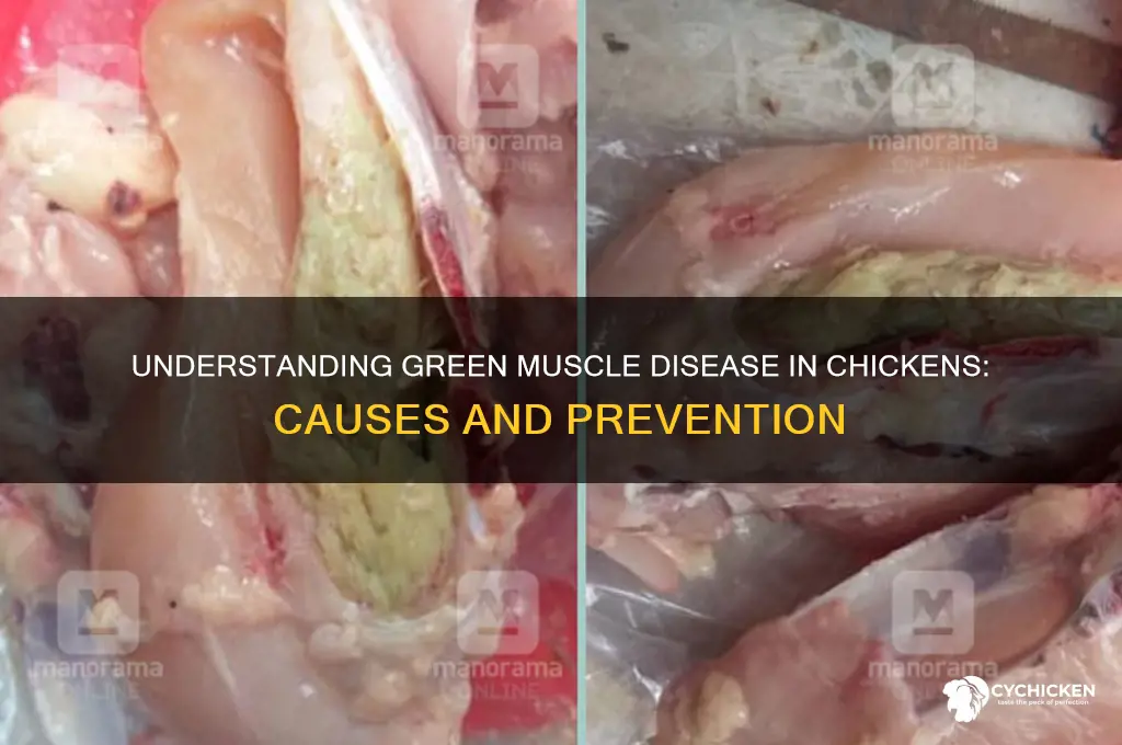 what is green muscle disease in chicken