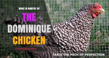 Understanding the Ideal Habitat for Dominique Chickens: A Comprehensive Guide