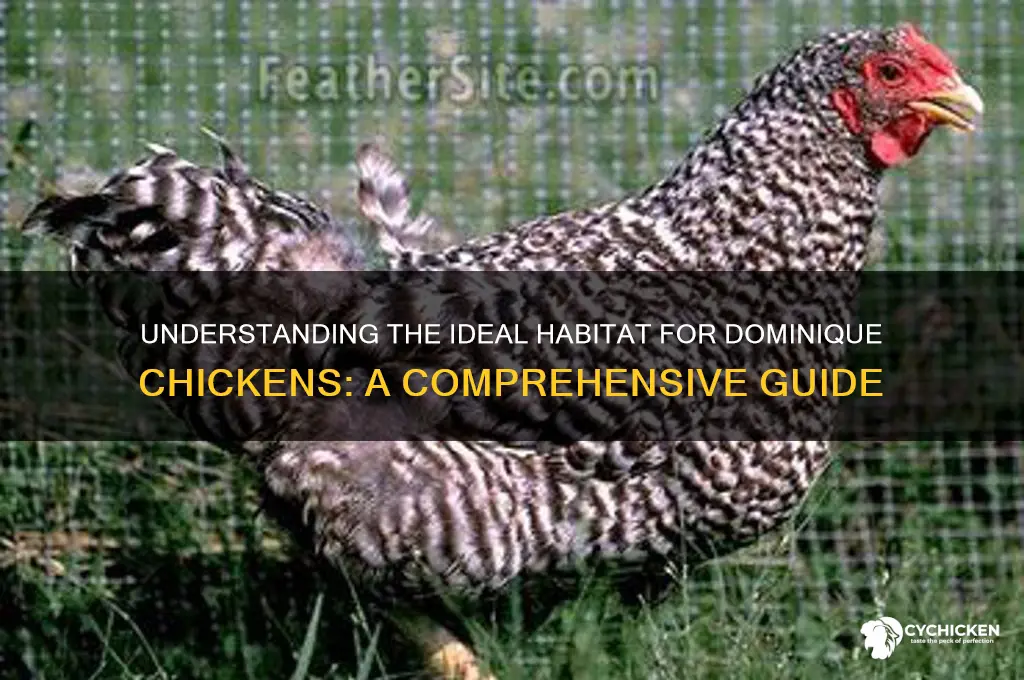 what is habitat of the dominique chicken