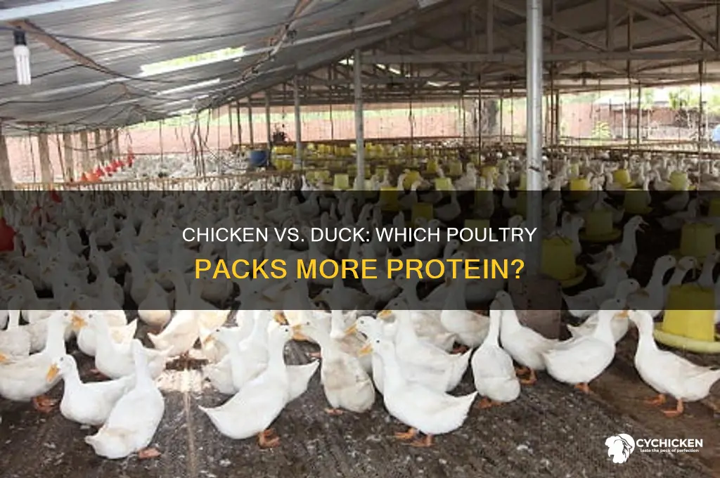 what is higher in protein chicken or duck