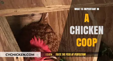 Essential Elements for a Happy and Healthy Chicken Coop