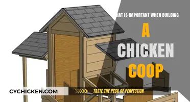 Essential Considerations for Constructing a Comfortable Chicken Coop
