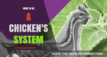 Understanding a Chicken's Digestive System: Anatomy, Function, and Health