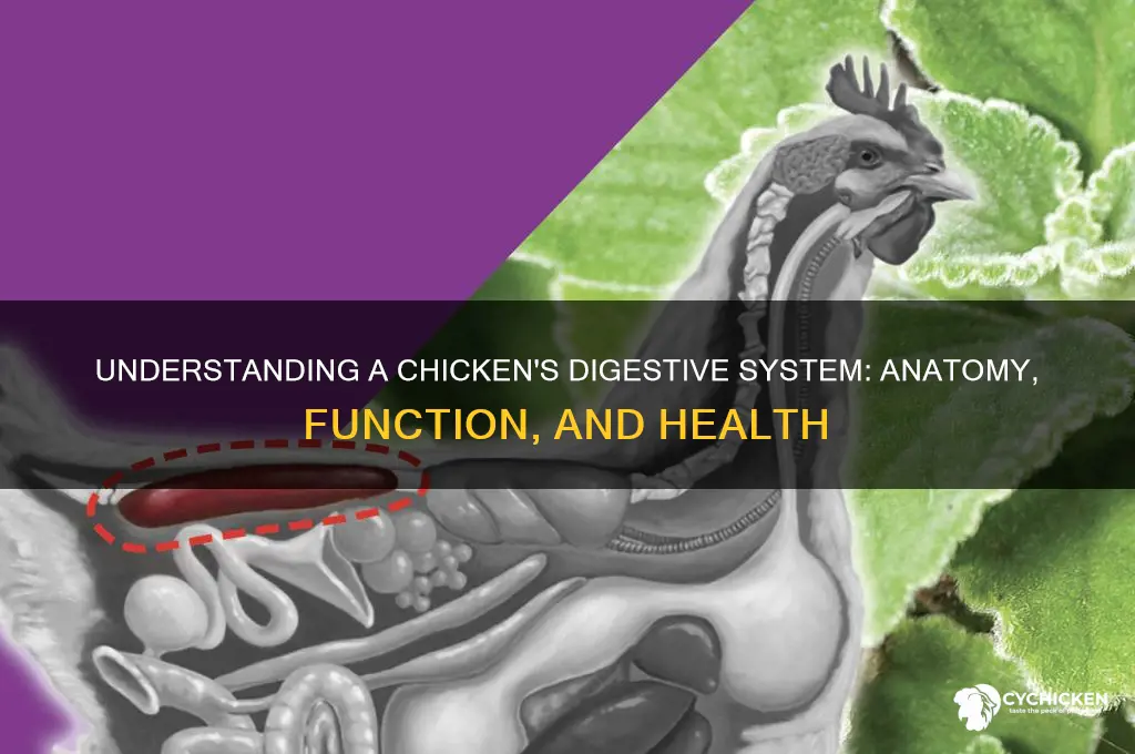 what is in a chicken