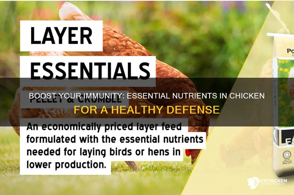 what is in chicken that helps immune