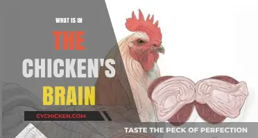 Unveiling the Chicken's Brain: Structure, Function, and Surprising Abilities