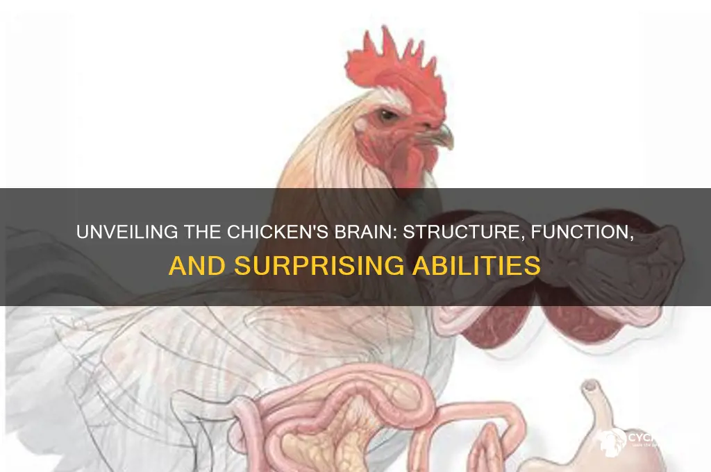 what is in the chicken