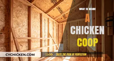 Exploring the Essentials: What's Inside a Chicken Coop?