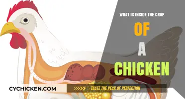 Unveiling the Chicken's Crop: A Look Inside Its Unique Digestive System