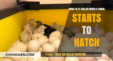 The Miracle of Embryo Hatching: A Chick's First Adventure