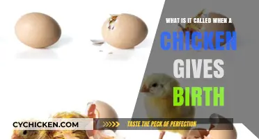 The Miracle of Chicken Birth: What's It Called?