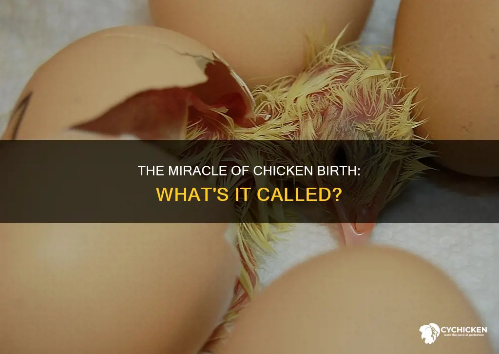 what is it called when a chicken gives birth