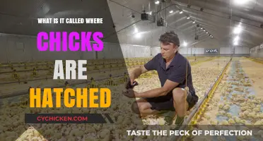 Understanding the Hatchery: Where Chicks Begin Their Journey