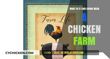 Life Near a Chicken Farm: Scents, Sounds, and Daily Realities