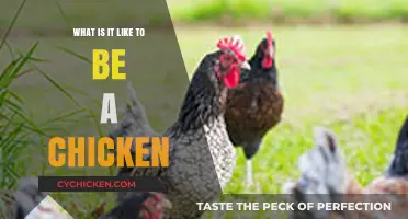 Clucking Insights: Exploring the Daily Life of a Chicken