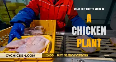 Inside the Chicken Plant: A Worker's Perspective on the Job