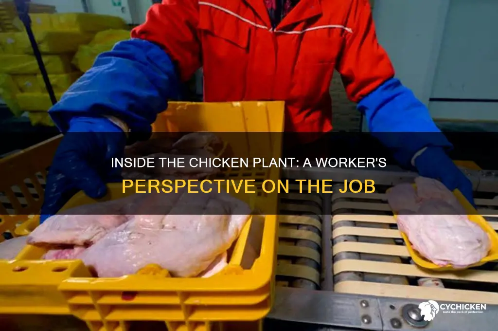 what is it like to work in a chicken plant