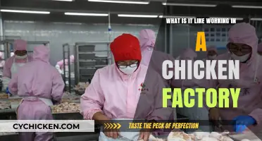 Inside the Chicken Factory: A Worker's Eye-Opening Experience