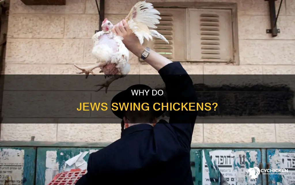 what is it with the jews and the chicken swinging