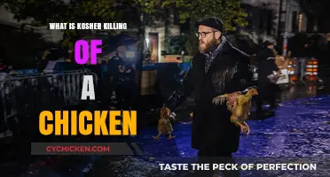 Understanding Kosher Chicken Slaughter: A Humane and Ritualistic Practice Explained