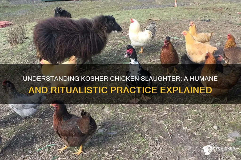 what is kosher killing of a chicken