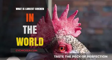 Discover the World's Largest Chicken Breed: A Giant Among Poultry