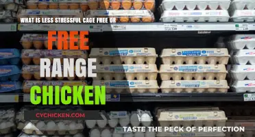 Cage-Free vs. Free-Range: Which is Less Stressful for Chickens?