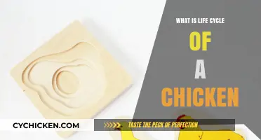 From Egg to Flock: Understanding the Chicken's Life Cycle