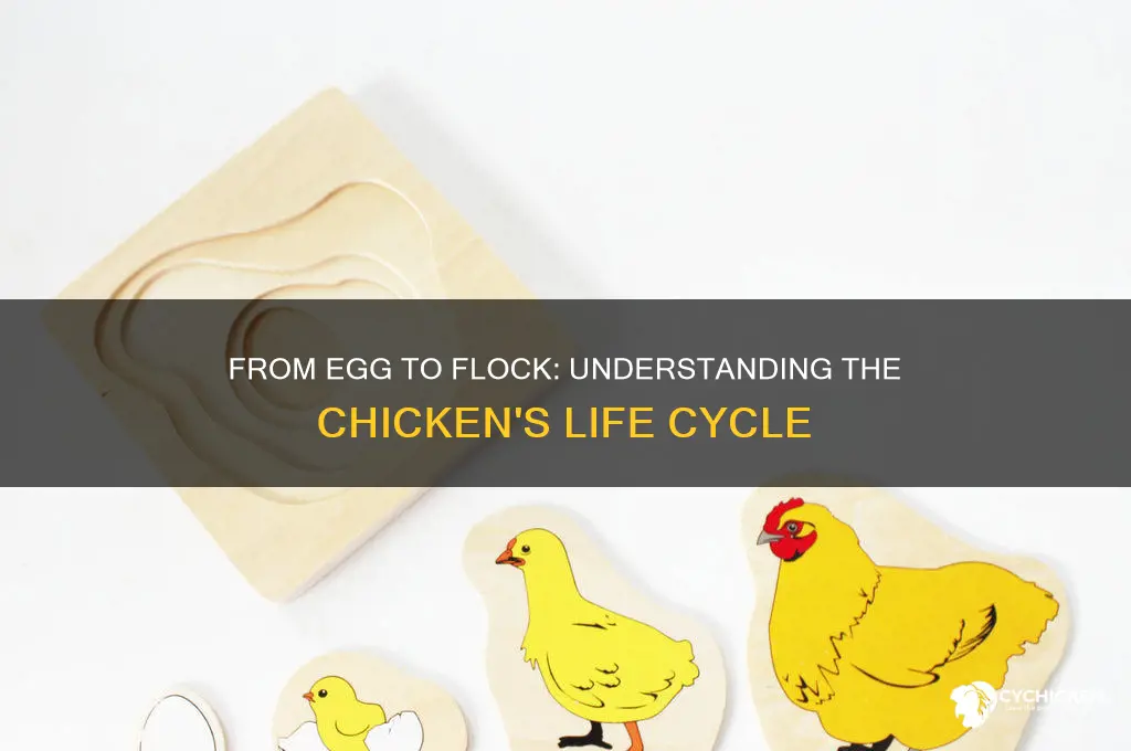 what is life cycle of a chicken