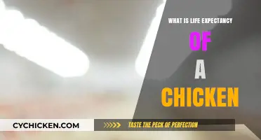 Understanding the Average Lifespan of Chickens: Factors and Care Tips