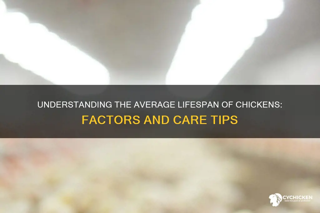 what is life expectancy of a chicken
