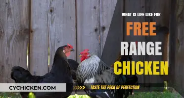 Free Range Chickens: Exploring Their Natural, Happy, and Healthy Lives
