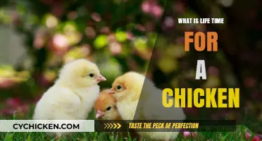 Understanding the Natural Lifespan of Chickens: From Hatch to Old Age