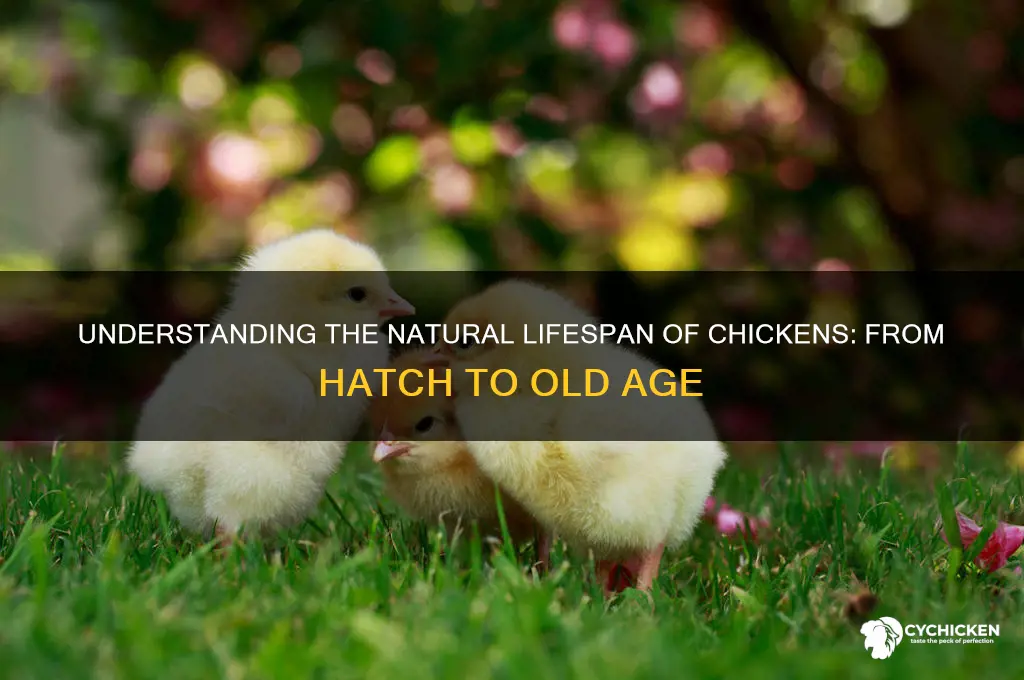 what is life time for a chicken