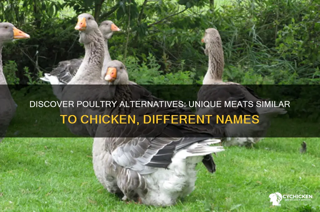 what is like chicken but different name