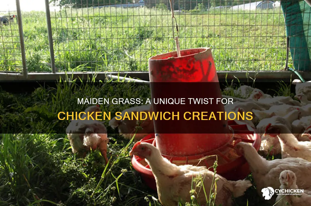 what is maiden grass for chicken sandwiches